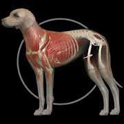 Скачать Dog Anatomy: Canine 3D