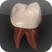 Скачать Real Tooth Morphology